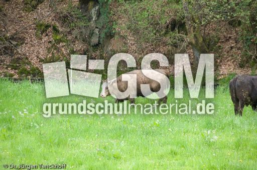 Hausrind (74 von 174).jpg